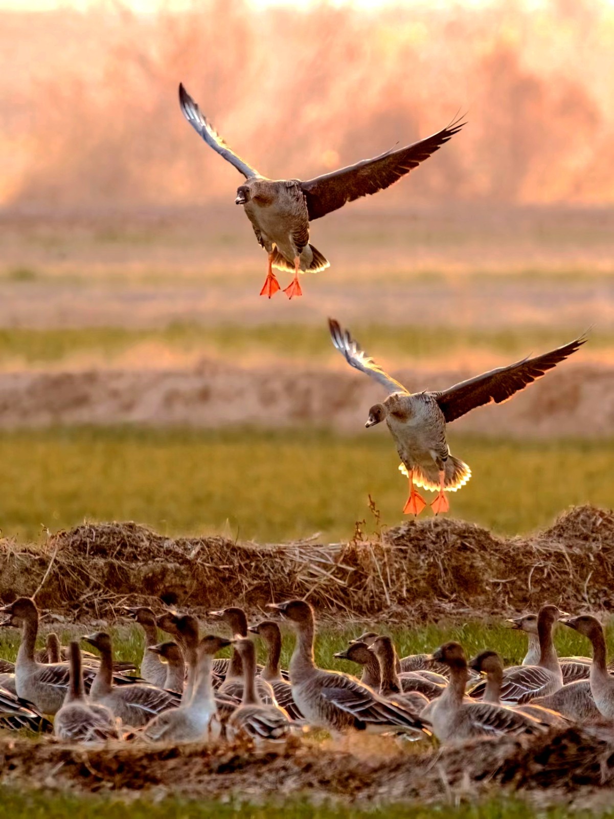 河南省洛阳市孟津区黄河湿地惊现珍稀鸟类大鸨