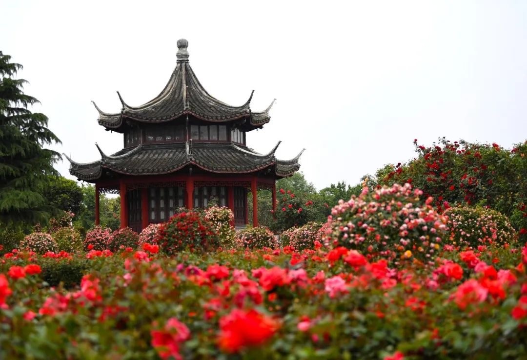 中国年·河南味丨一朵月季花种出大产业 春节期间南阳石桥镇静候花开