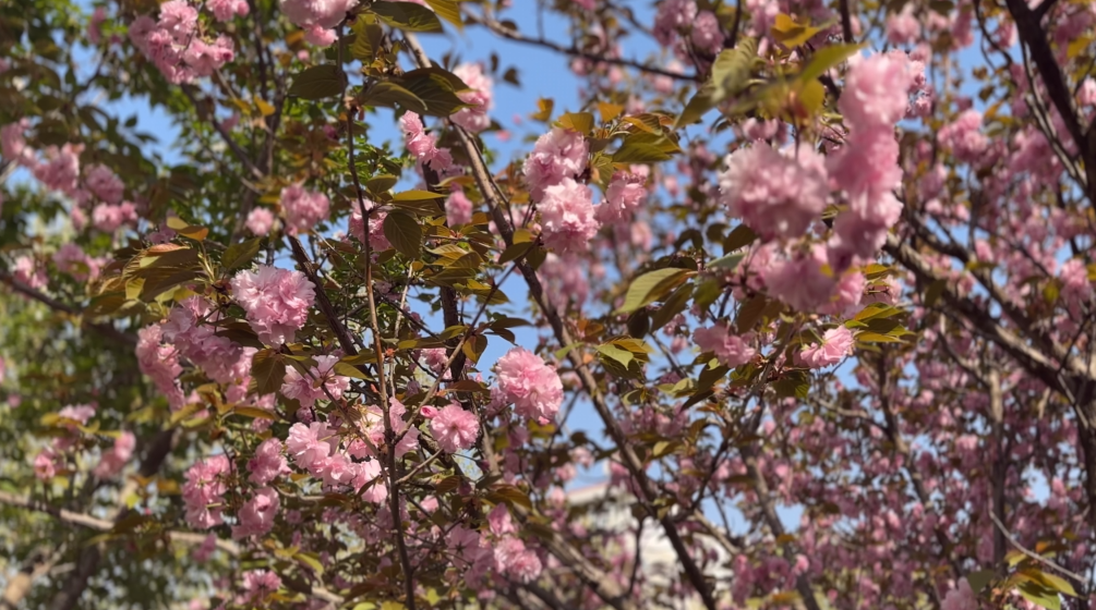 “豫健”二十四节气•清明丨又是一年春草绿 梨花风起正清明