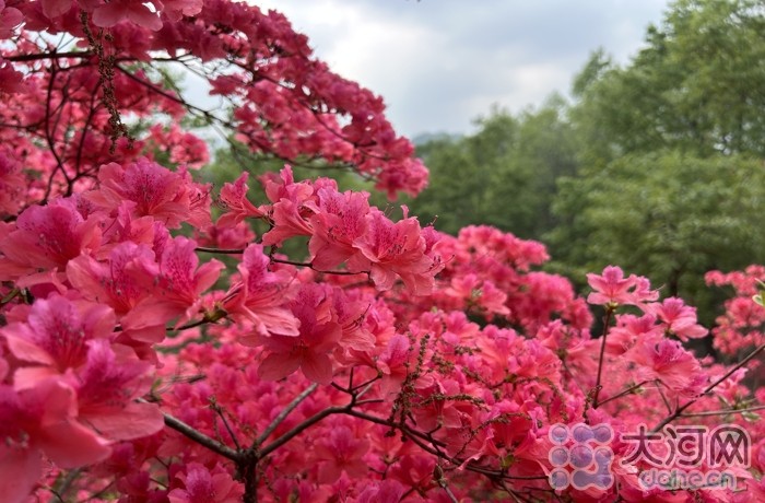 鲁山县平沟杜鹃岭图片