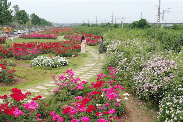 漯河:月季争放满城香