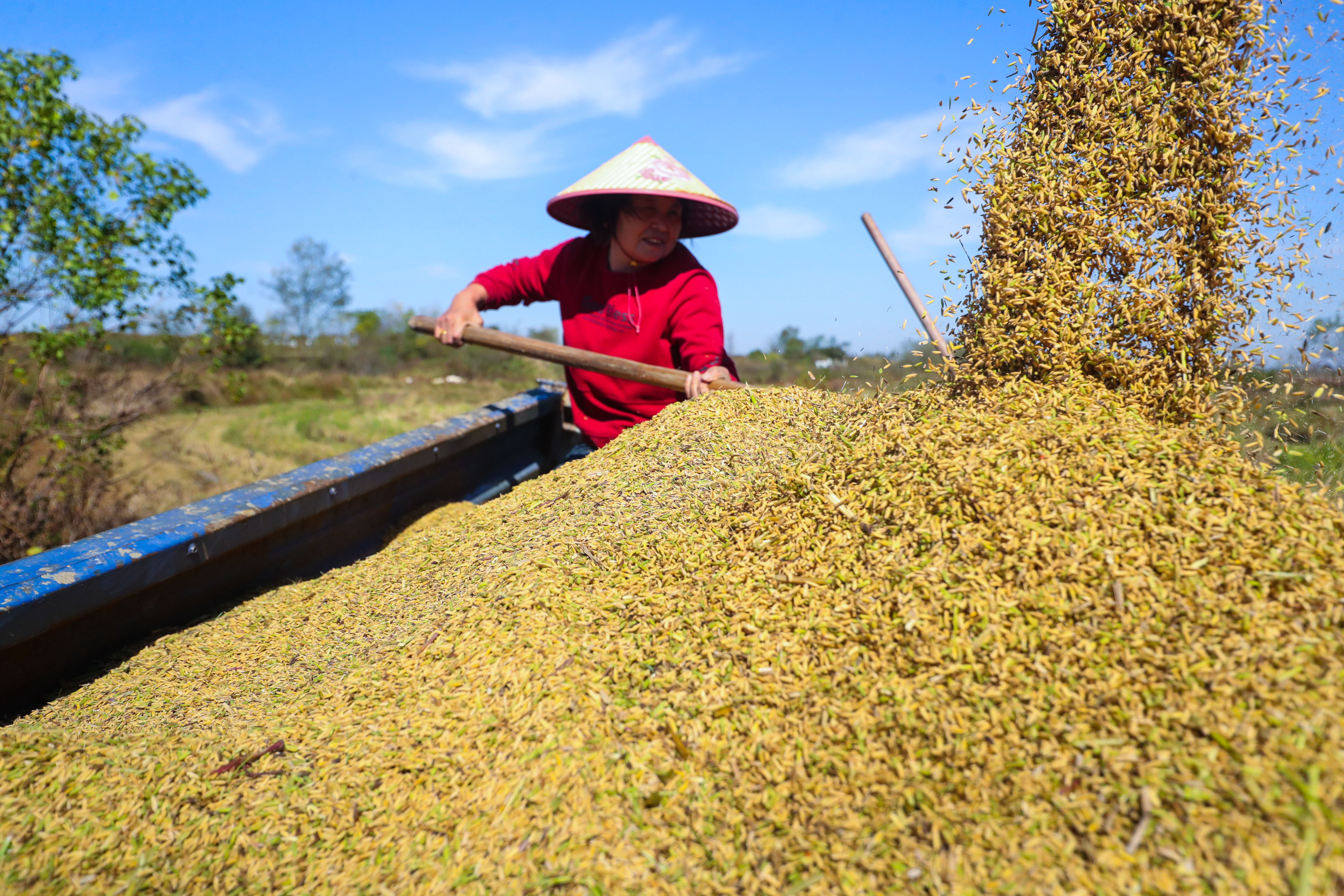 光山 抢收第二茬再生水稻