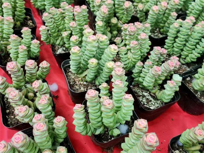 特别是喜欢钱串和七彩树的朋友,货源充足,欢迎大家赶紧快点来吧!